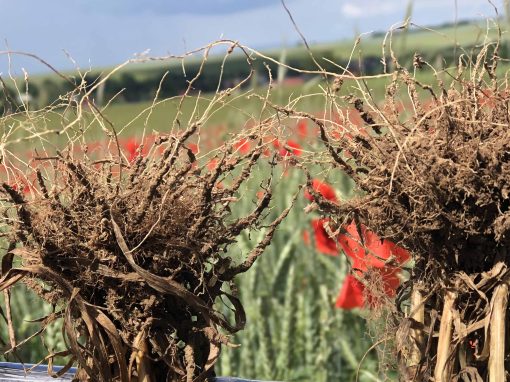 Nährstoffeffizienz in der regenerativen Landwirtschaft: Vortrag von Friedrich Wenz Nährstoffeffizienz in der regenerativen Landwirtschaft: Vortrag von Friedrich Wenz