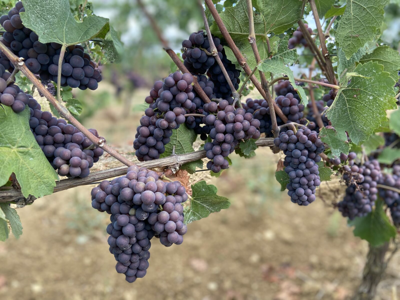 humus-farming-trauben-regenerative-landwirtschaft