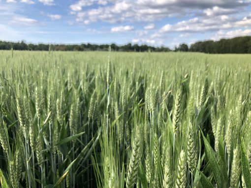 Newsletter Juni 2023 – Die Kulturen sicher durch die Trockenheit bringen Newsletter Juni 2023 – Die Kulturen sicher durch die Trockenheit bringen