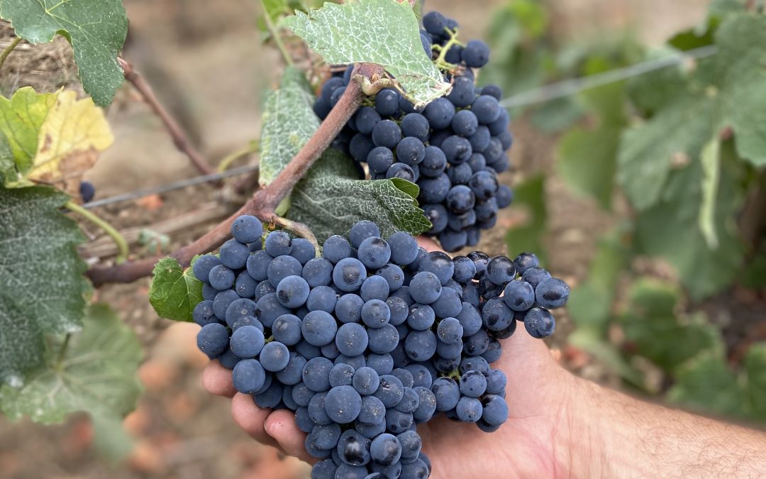 Spezialkurs HumusFarming Weinbau 2023 (BK23Wein)