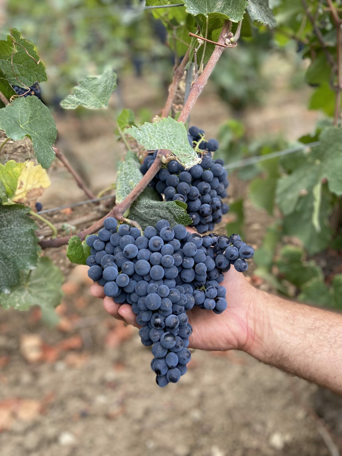 regenerative-trauben-vital-regenerativer Weinbau