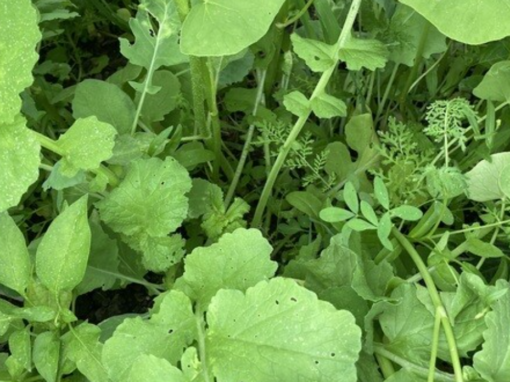 Newsletter Juli 2023 – Halbzeit! Stoppelmanagement nach der Getreideernte, Auswahl u. Aussaat Zwischenfrucht, Vitalisierung Sommerkulturen und Zwischenfrüchte usw. Newsletter Juli 2023 – Halbzeit! Stoppelmanagement nach der Getreideernte, Auswahl u. Aussaat Zwischenfrucht, Vitalisierung Sommerkulturen und Zwischenfrüchte usw.