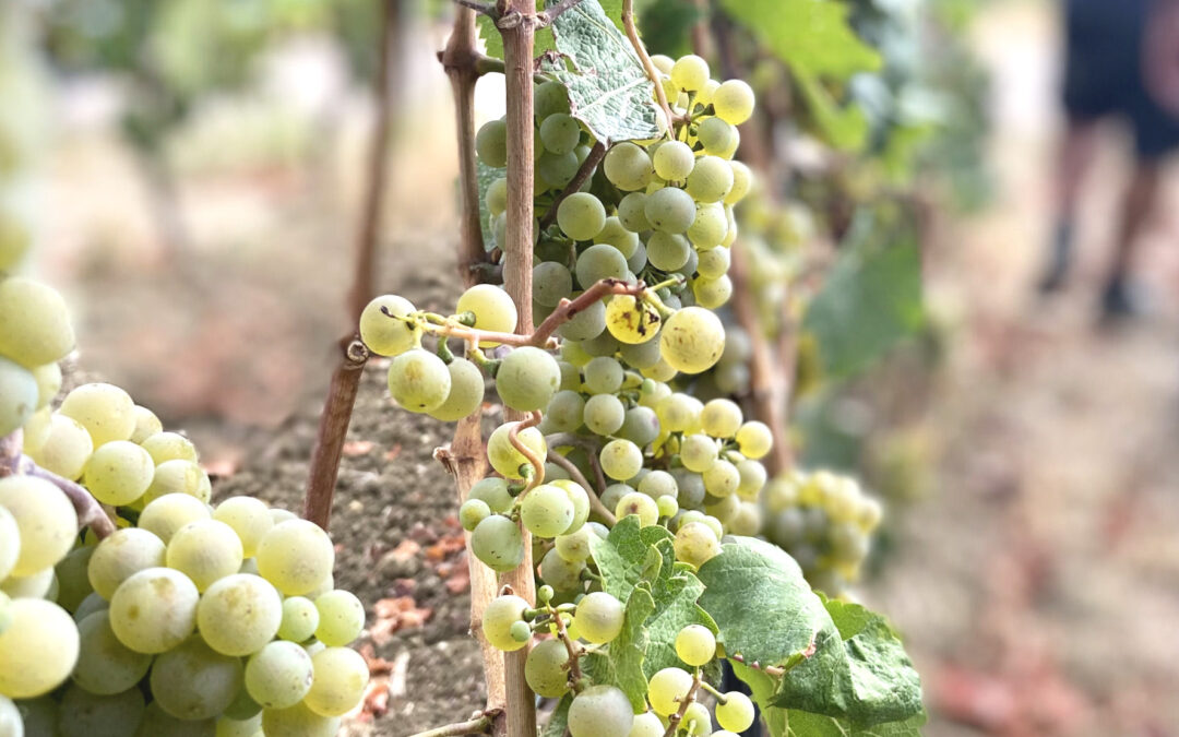 Newsletter April 2025: Fachinformationen zu Trockenstress und Weinbau