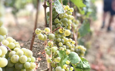 Newsletter April 2025: Fachinformationen zu Trockenstress und Weinbau
