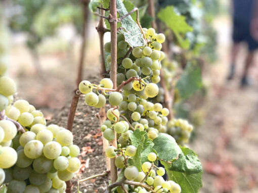 Newsletter April 2025: Fachinformationen zu Trockenstress und Weinbau Newsletter April 2025: Fachinformationen zu Trockenstress und Weinbau